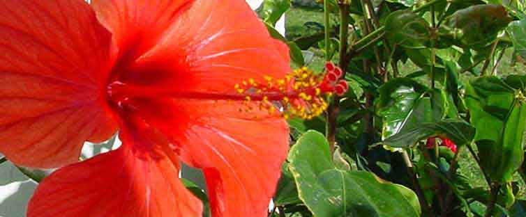 De hibiscus bloei in Estepona