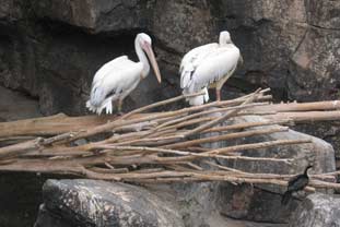 Costa del Sol, bioparc fuengirola zoo