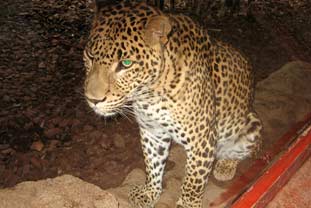 Costa del Sol, bioparc fuengirola zoo