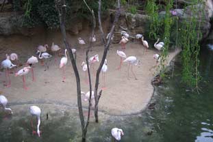 Costa del Sol, bioparc fuengirola dierentuin