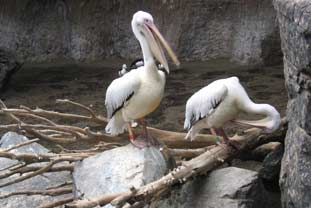 Costa del Sol, bioparc fuengirola dierentuin