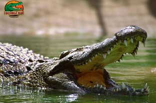 Costa del Sol, crocodile park torremolinos