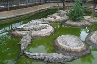 Costa del Sol, crocodile park torremolinos