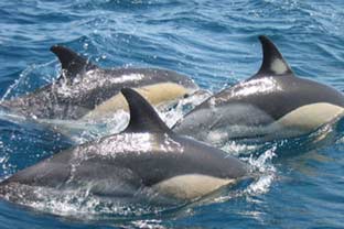 dolfijnen safari gibraltar