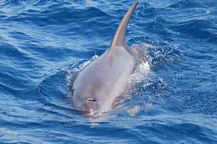 dolfijnen safari gibraltar