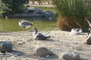 Costa del Sol, Benalmadena paloma park