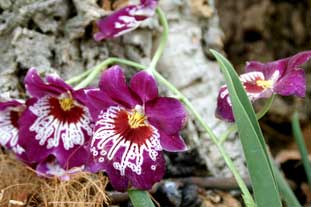 Estepona, Botanische tuin, orchidarium