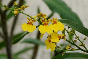 Estepona, Botanische tuin, orchidarium