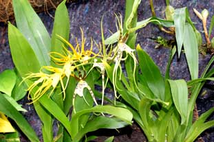 Estepona, Botanische tuin, orchidarium