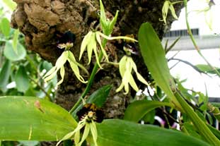 Estepona, Botanische tuin, orchidarium