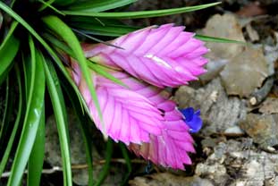 Estepona, Botanische tuin, orchidarium