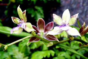 Estepona, Botanische tuin, orchidarium