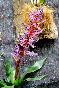 Estepona, Botanische tuin, orchidarium