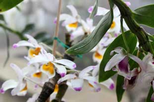 Estepona, Botanische tuin, orchidarium