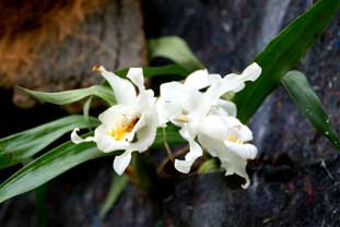 Estepona, Botanische tuin, orchidarium