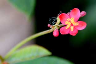 Estepona, Botanische tuin, orchidarium