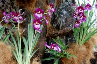 Estepona, Botanische tuin, orchidarium