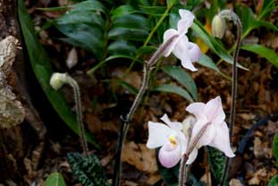 Estepona, Botanische tuin, orchidarium