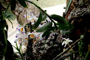 Estepona, Botanische tuin, orchidarium