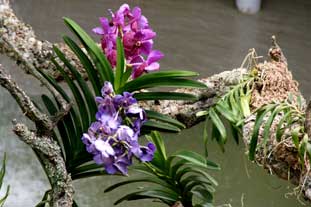 Estepona, Botanische tuin, orchidarium