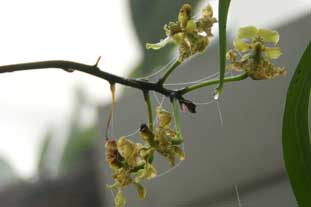 Estepona, Botanische tuin, orchidarium