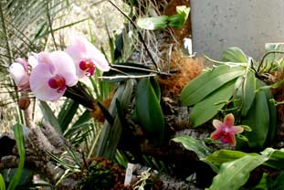 Estepona, Botanische tuin, orchidarium