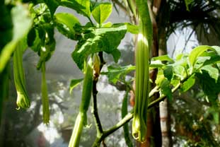 Estepona, Botanische tuin, orchidarium