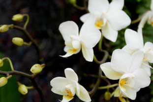 Estepona, Botanische tuin, orchidarium