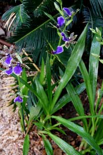 Estepona, Botanische tuin, orchidarium