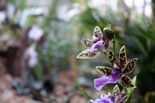 Estepona, Botanische tuin, orchidarium