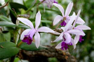 Estepona, Botanische tuin, orchidarium