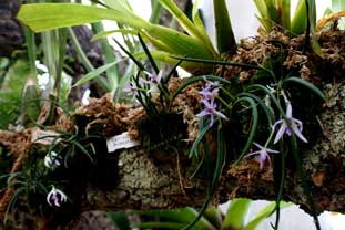 Estepona, Botanische tuin, orchidarium