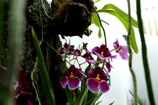 Estepona, Botanische tuin, orchidarium