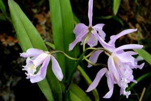 Estepona, Botanische tuin, orchidarium