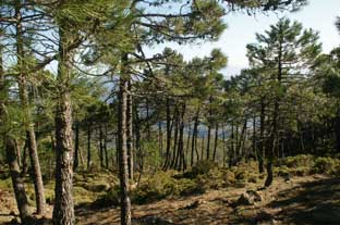 Costa del Sol, Sierra Bermeja